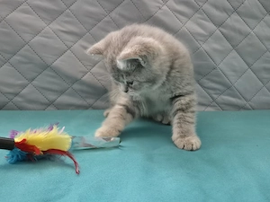 Pui British Shorthair Golden Shaded - imagine 3
