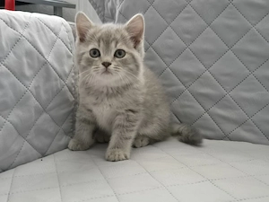 Pui British Shorthair Golden Shaded
