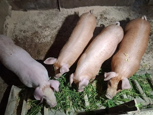 VÂND  purcei rasa duroc