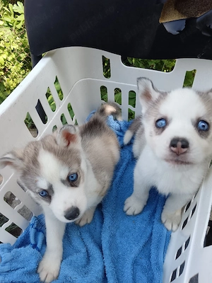 câini husky siberian 