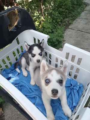 câini husky siberian  - imagine 4