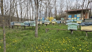 Proprietar, vând casă si vatra de stupina in Șendrești, com. Motoșeni, jud. Bacău. - imagine 8