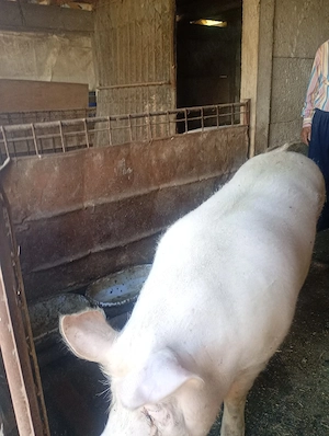 vând porc 