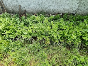 Vand leuștean, Mărar, Pătrunjel,salata