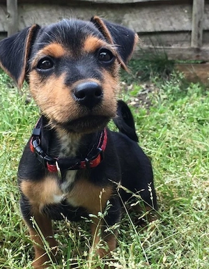 Jack Russel 