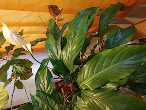 Planta de apartament Crinul Păcii (Spathiphyllum)
