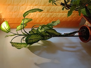 Floare de apartament Dieffenbachia, 1,5-2m