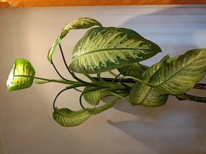 Floare de apartament Dieffenbachia, 1,5-2m - imagine 2