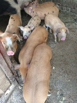 Purcei rasa duroc