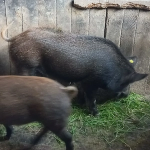 Porcii mistretii de vanzare