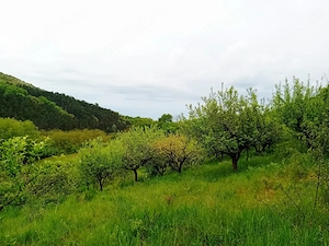 Vand livada pe rod