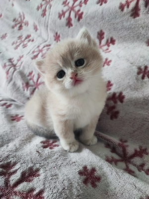 Pisici rasa british shorthair 