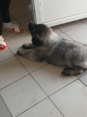 vind catel ciobanesc carpatin virsta 8 saptamini talie mare carnet sanatate deparazitati inter-exter - imagine 2