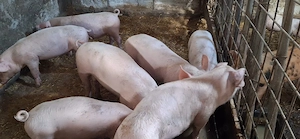 Purcei marele alb cu landrace ( 1 mascul castrat si 3 femele) CALITATEA NE REPREZINTA 