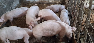 Purcei marele alb cu landrace ( 1 mascul castrat si 3 femele) CALITATEA NE REPREZINTA  - imagine 3