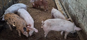 Purcei duroc cu marele alb ( 1 mascul castrat si 3 femele ) CALITATE TOP