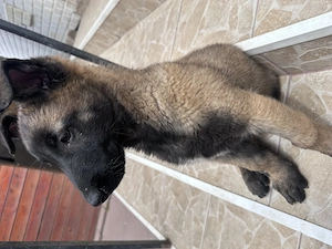 Cățel ciobănesc belgian malinois 
