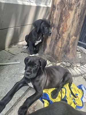 Dog german marele danez great dane 