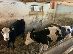 Vând viței belgienii angusi balțat si femele balțate  - imagine 2