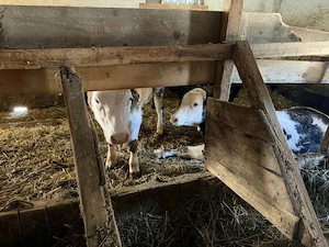 Vând viței belgienii angusi balțat si femele balțate 