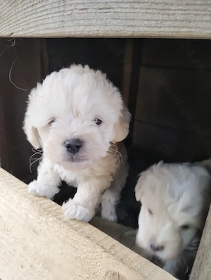 bichon maltez super