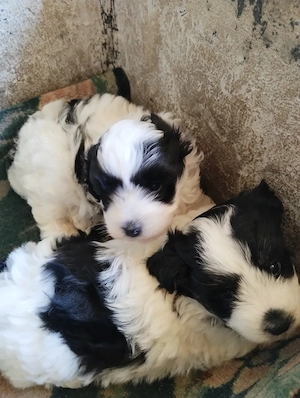 catei bichon maltez superbi