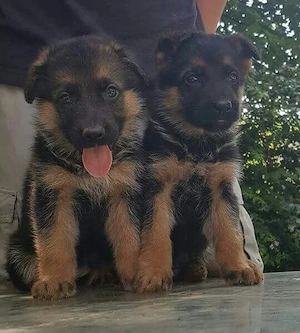 Ciobanesc German 