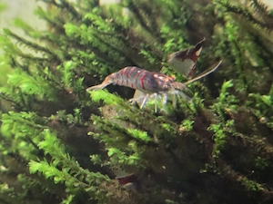 Vând 4 acvarii complete cu creveți Tiger cu ochi portocalii  Caridina mariae Orange eyes (OE)