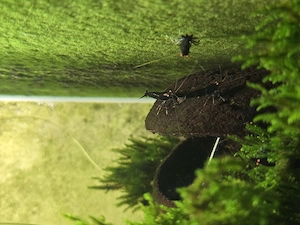 Vând 4 acvarii complete cu creveți Tiger cu ochi portocalii  Caridina mariae Orange eyes (OE) - imagine 3
