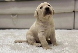 Labrador retreveri - imagine 3