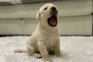 Labrador retreveri - imagine 2