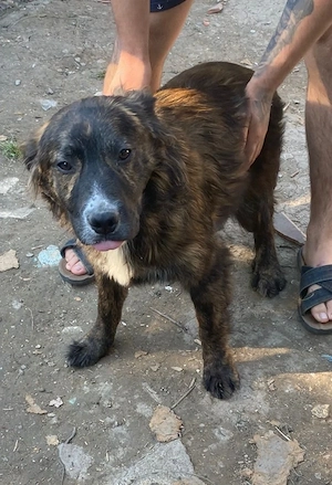 Vad câine ciobănesc volkodav