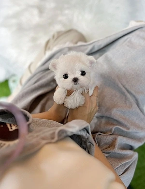 Bichon Maltez Mini Toy