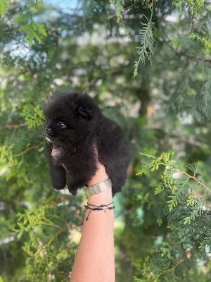 pomeranian,toy - imagine 3