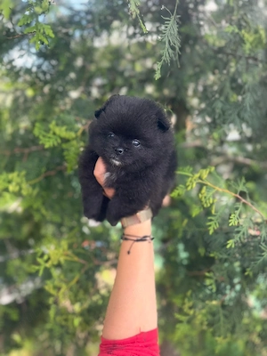 pomeranian,toy - imagine 2