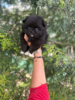pomeranian