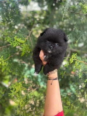 pomeranian,toy - imagine 4