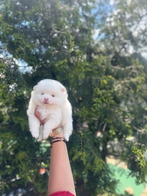 pomeranian