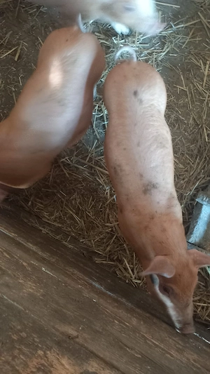 Vând purcei de 8 săptămâni  preț 300 lei bucata - imagine 2