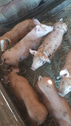 Vând purcei de 8 săptămâni  preț 300 lei bucata - imagine 7