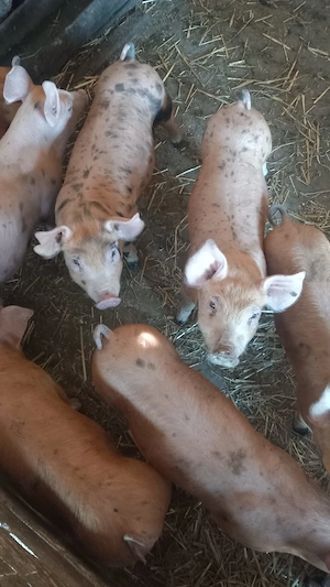 Vând purcei de 8 săptămâni  preț 300 lei bucata - imagine 5