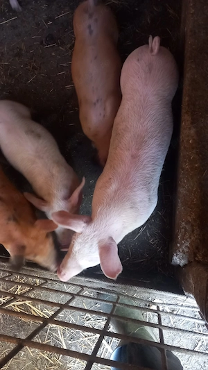 Vând purcei de 8 săptămâni  preț 300 lei bucata