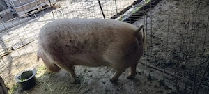 porci 300 kg - imagine 2