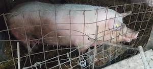 porci 300 kg - imagine 3