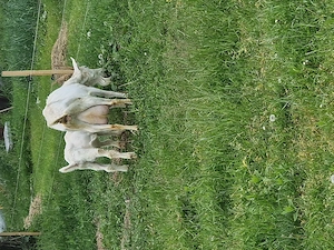 Țăpișor saanen de rasă pură