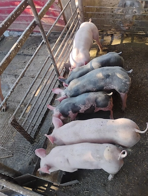 purcei pietrain 20-25kg