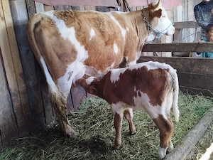 vand o jurica , cu vitel  de 3 sapntamani 
