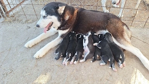 Pui Husky Siberian
