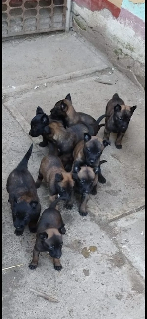 Catei Ciobanesc Belgian Malinois
