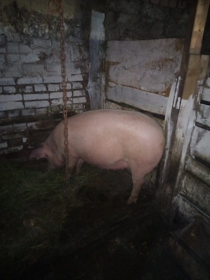 Porc de vânzare 